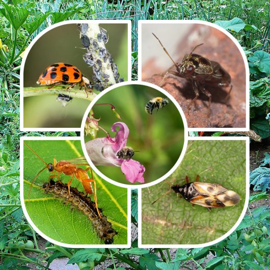 Полезные насекомые в саду и огороде: названия, фото, как привлечь на свой участок